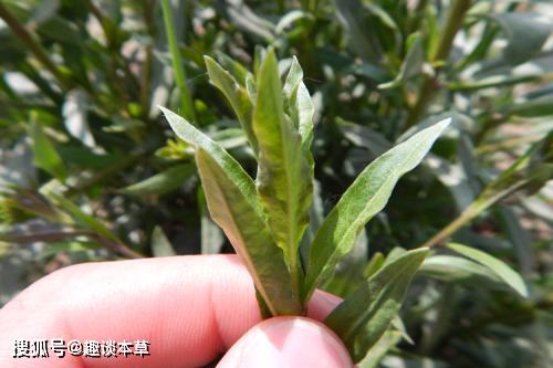 亚洲健美第一人_亚洲健美健身明星_亚洲健美运动员