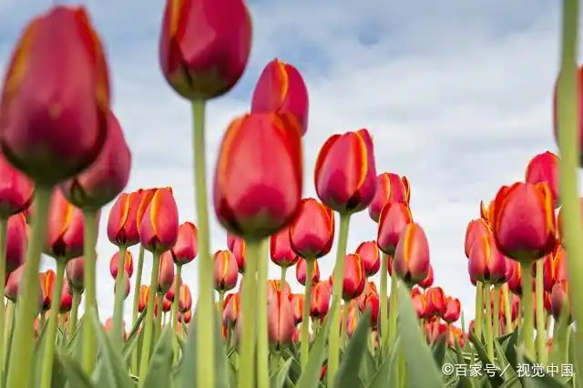 羊吃人的圈地运动_评析羊吃人运动_圈地运动羊吃人